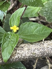 Calyptocarpus brasiliensis