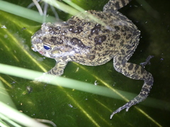 Sclerophrys gutturalis