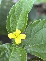 Calyptocarpus brasiliensis
