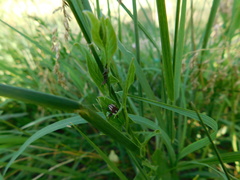 Sternuchopsis karelinii