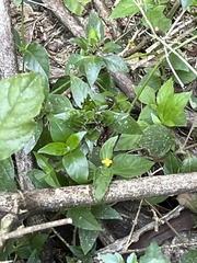 Calyptocarpus brasiliensis