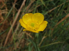 Ranunculus acris