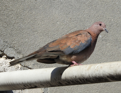 Streptopelia senegalensis