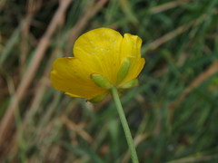 Ranunculus acris