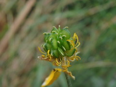 Ranunculus acris