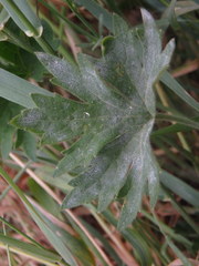 Ranunculus acris