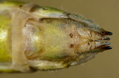 Podisma dechambrei