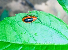 Disonycha discoidea