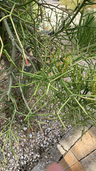 Euphorbia tirucalli