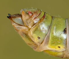 Podisma dechambrei