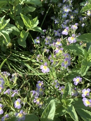 Porterella carnosula