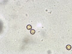 Crepidotus malachius