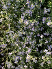 Porterella carnosula