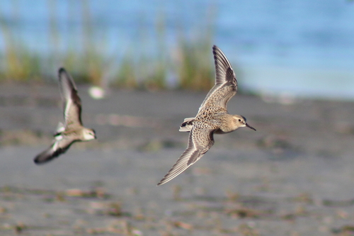Baird's Sandpiper