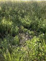 Porterella carnosula