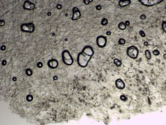 Crepidotus malachius