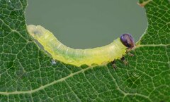 Pristiphora leucopus