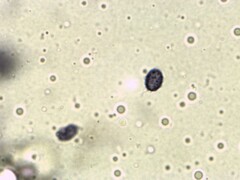 Leucopaxillus tricolor