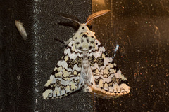 Pseudorethona albicans