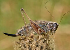 Metrioptera