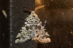 Pseudorethona albicans