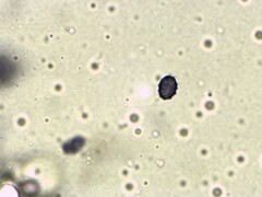 Leucopaxillus tricolor