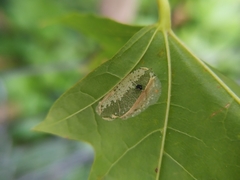 Phyllonorycter joannisi