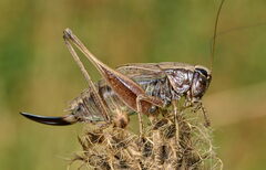 Metrioptera