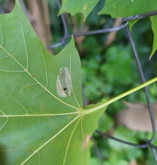 Phyllonorycter joannisi