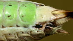 Metrioptera
