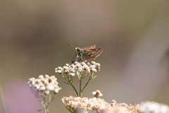 Hesperia comma