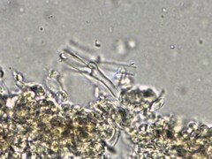 Leucopaxillus tricolor