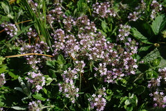 Thymus dzevanovskyi