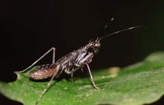 Spilomantis occipitalis