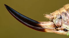 Metrioptera