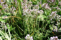 Thymus dzevanovskyi