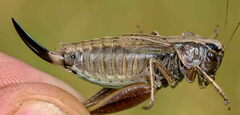 Metrioptera