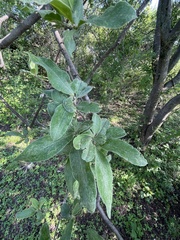 Malpighia mexicana