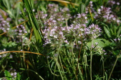 Thymus dzevanovskyi