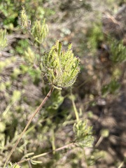 Cordylanthus rigidus setigerus