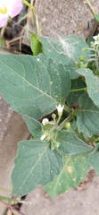 Solanum nigrum