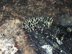 Trichoderma flavipes