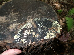 Trichoderma flavipes