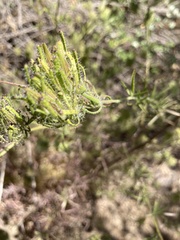 Cordylanthus rigidus setigerus