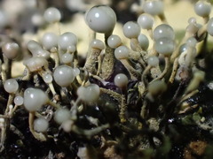 Trichoderma flavipes