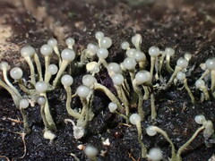 Trichoderma flavipes