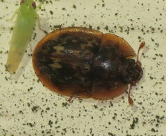 Lobiopa undulata