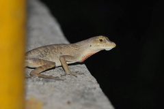Anolis brasiliensis