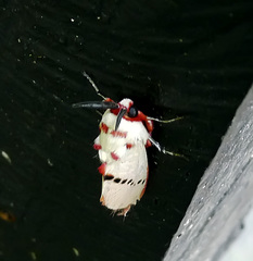 Trosia nigropunctigera
