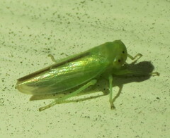 Idiocerus raphus